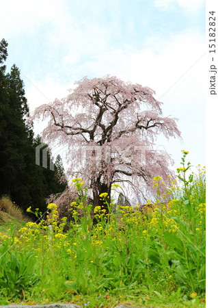 福田寺の糸ザクラ~合戦場しだれ桜の親 福田寺の糸ザクラ~合戦場しだれ桜の親 15182824