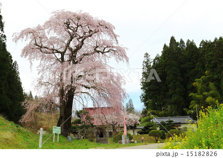 福田寺の糸ザクラ~合戦場しだれ桜の親 福田寺の糸ザクラ~合戦場しだれ桜の親 15182826