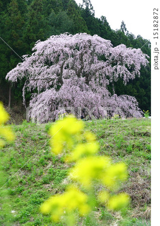 福田寺の糸ザクラ～合戦場しだれ桜の親 15182872