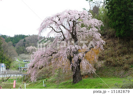 福田寺の糸ザクラ～合戦場しだれ桜の親 15182879