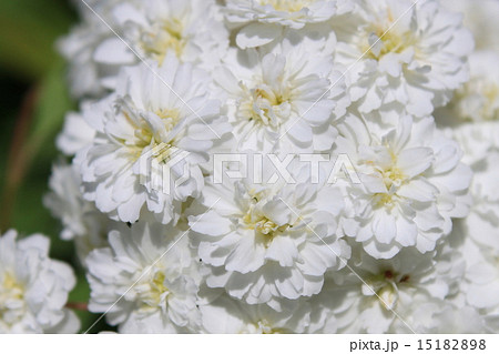 八重コデマリの花の写真素材 1518