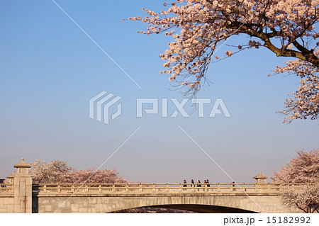 橋と桜 15182992