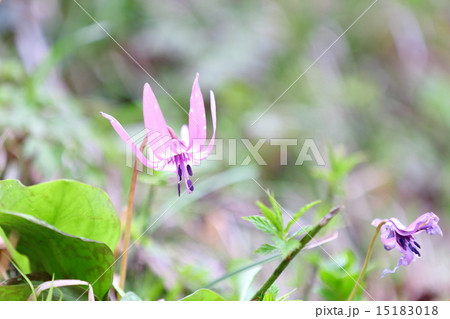 カタクリの花～カタクリ群生地 15183018