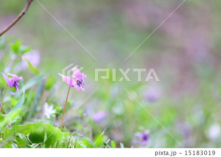 カタクリの花～カタクリ群生地 15183019