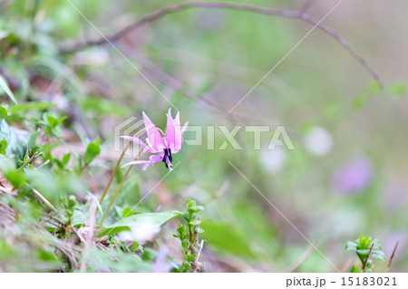 カタクリの花~カタクリ群生地 カタクリの花~カタクリ群生地 15183021