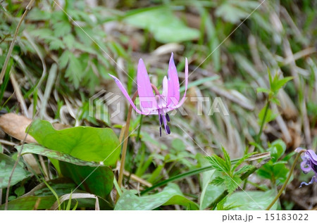 カタクリの花～カタクリ群生地 15183022