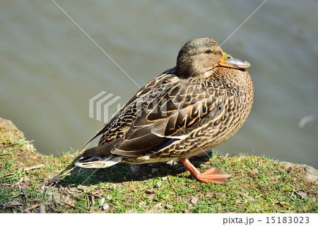 マガモ マガモ 15183023
