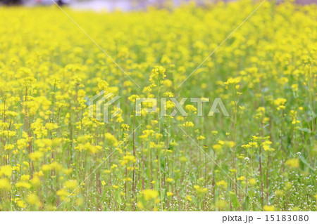 菜の花畑 菜の花畑 15183080