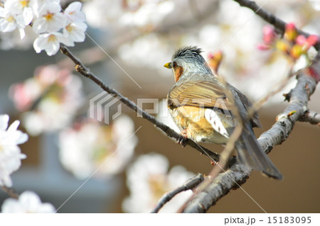 ヒヨドリ日和 15183095