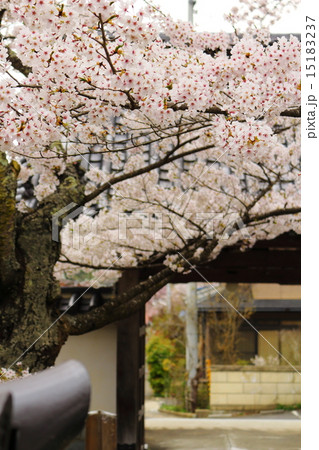 春の福聚寺 春の福聚寺 15183237