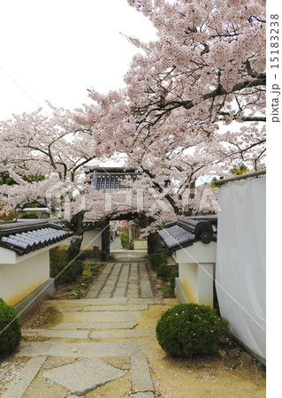 春の福聚寺 春の福聚寺 15183238