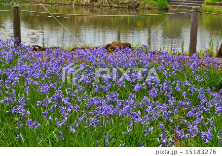 池とイングリシュブルーベル 15183276