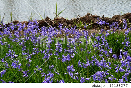 池のほとりに咲くイングリシュブルーベル 15183277