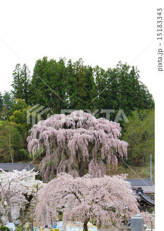 福聚寺の紅枝垂桜 福聚寺の紅枝垂桜 15183343