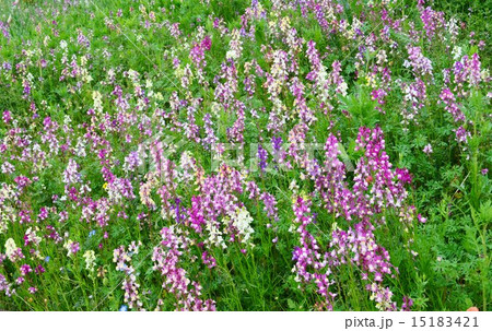 リナリア 15183421