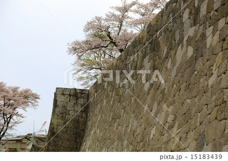 白河小峰城　石垣と桜 15183439