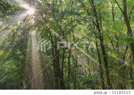 sun fog in forest sun fog in forest 15183515
