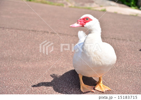 アヒル バリケン アヒル バリケン 15183715