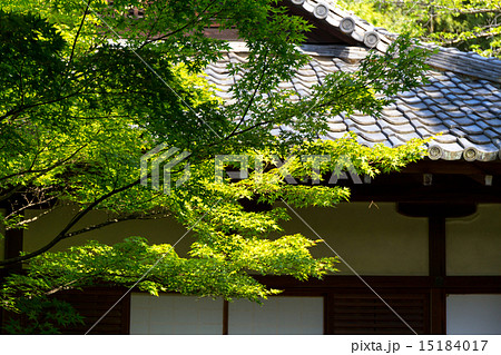 新緑 - 青蓮院門跡 15184017