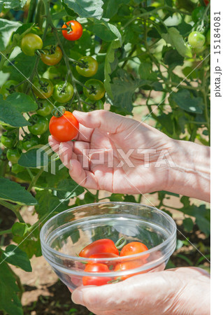 トマト 15184081