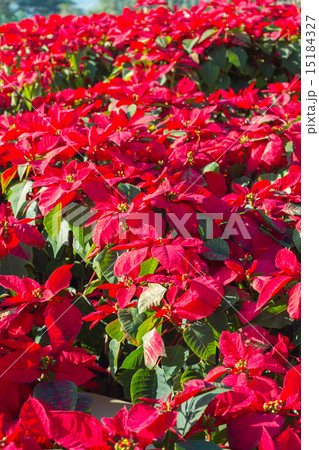 Red poinsettia flower in the garden Red poinsettia flower in the garden 15184327