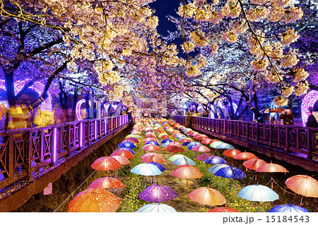 cherry blossoms, busan city in south korea 15184543