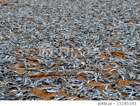 dried pices of fish on the beach in summer 15185101