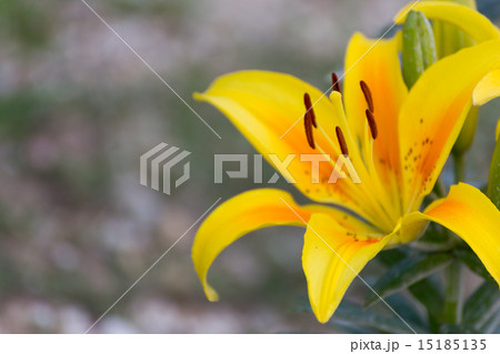 ゆり 品種(ポリアナ) ゆり 品種(ポリアナ) 15185135