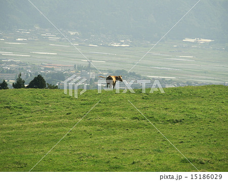 九州の阿蘇山のジャージー牛が振り向いている　向こう側に山裾の町 15186029