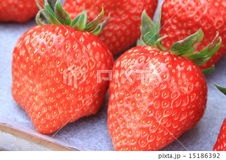 淡路島のいちご 淡路島のいちご 15186392