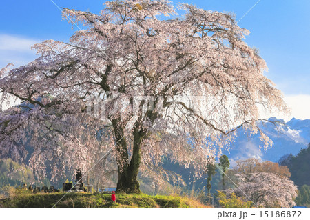 枝垂れ桜と上州武尊2 枝垂れ桜と上州武尊2 15186872