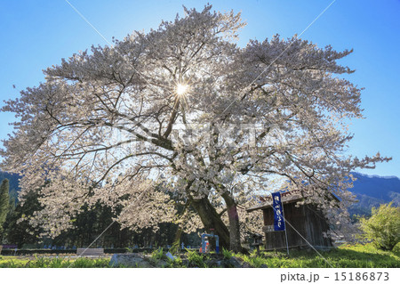 一宮地蔵の一本桜 15186873