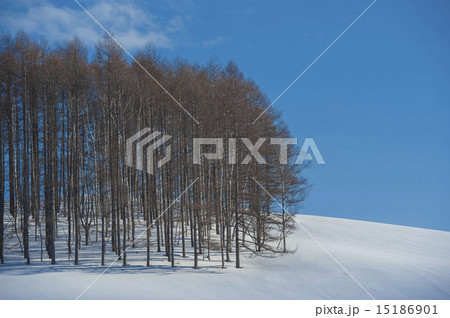雪景色 雪景色 15186901