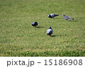 鳥のかっこいい後ろ姿 15186908