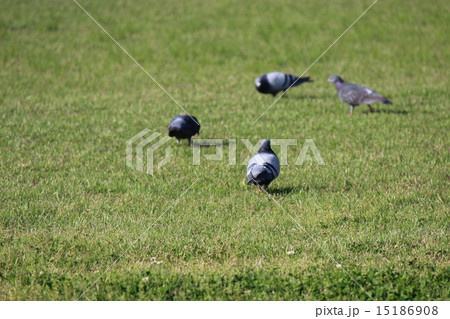 鳥のかっこいい後ろ姿 15186908