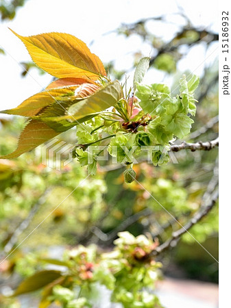 新緑の春に緑色の花を咲かせる御衣黄桜が満開。 15186932
