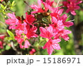 公園で撮ったみずみずしいピンクの花 15186971