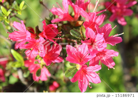 公園で撮ったみずみずしいピンクの花 15186971