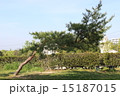 土橋公園でおじぎをしている木 15187015