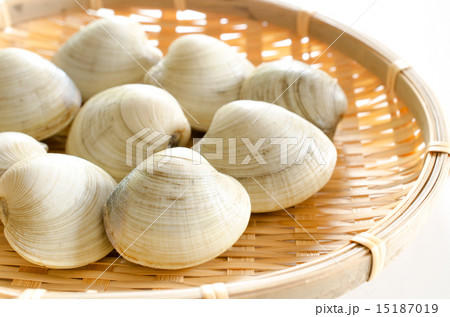 ホンビノス貝 15187019