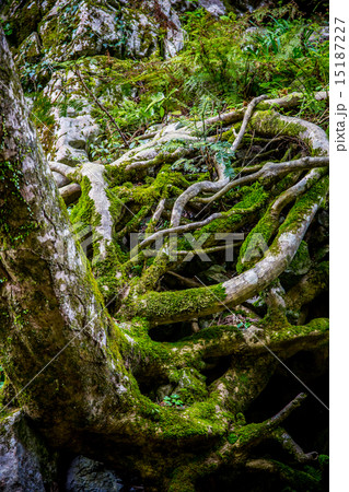 日本の力強い自然風景 日本の力強い自然風景 15187227
