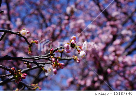 千島桜 千島桜 15187340