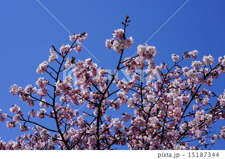 千島桜 千島桜 15187344