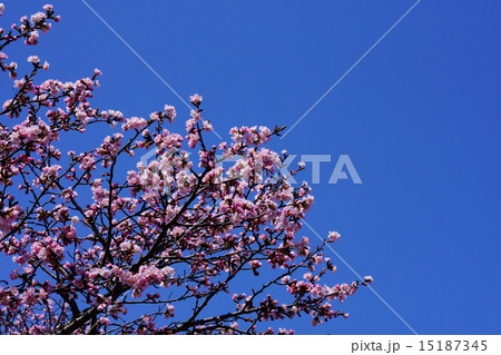 千島桜 千島桜 15187345