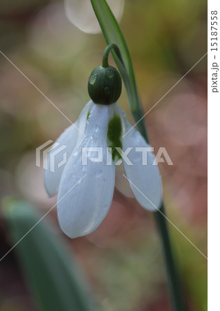 スノードロップの花と雨雫 15187558