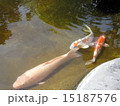 鯉 15187576