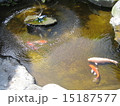 鯉 15187577