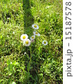 小花 15187578