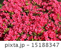 土橋公園にあったピンクのお花畑 15188347