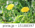 土橋公園で撮ったタンポポ 15188397